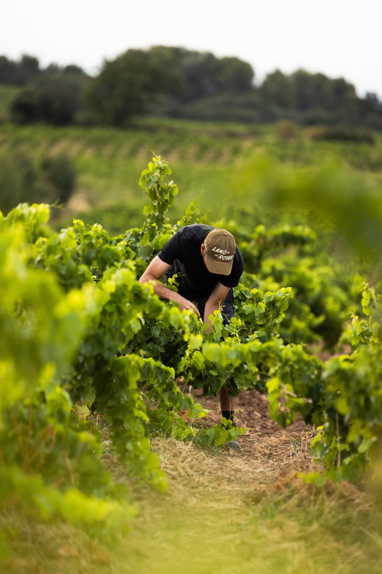 A worker bent into the canopy, checking fruit in the vine rows