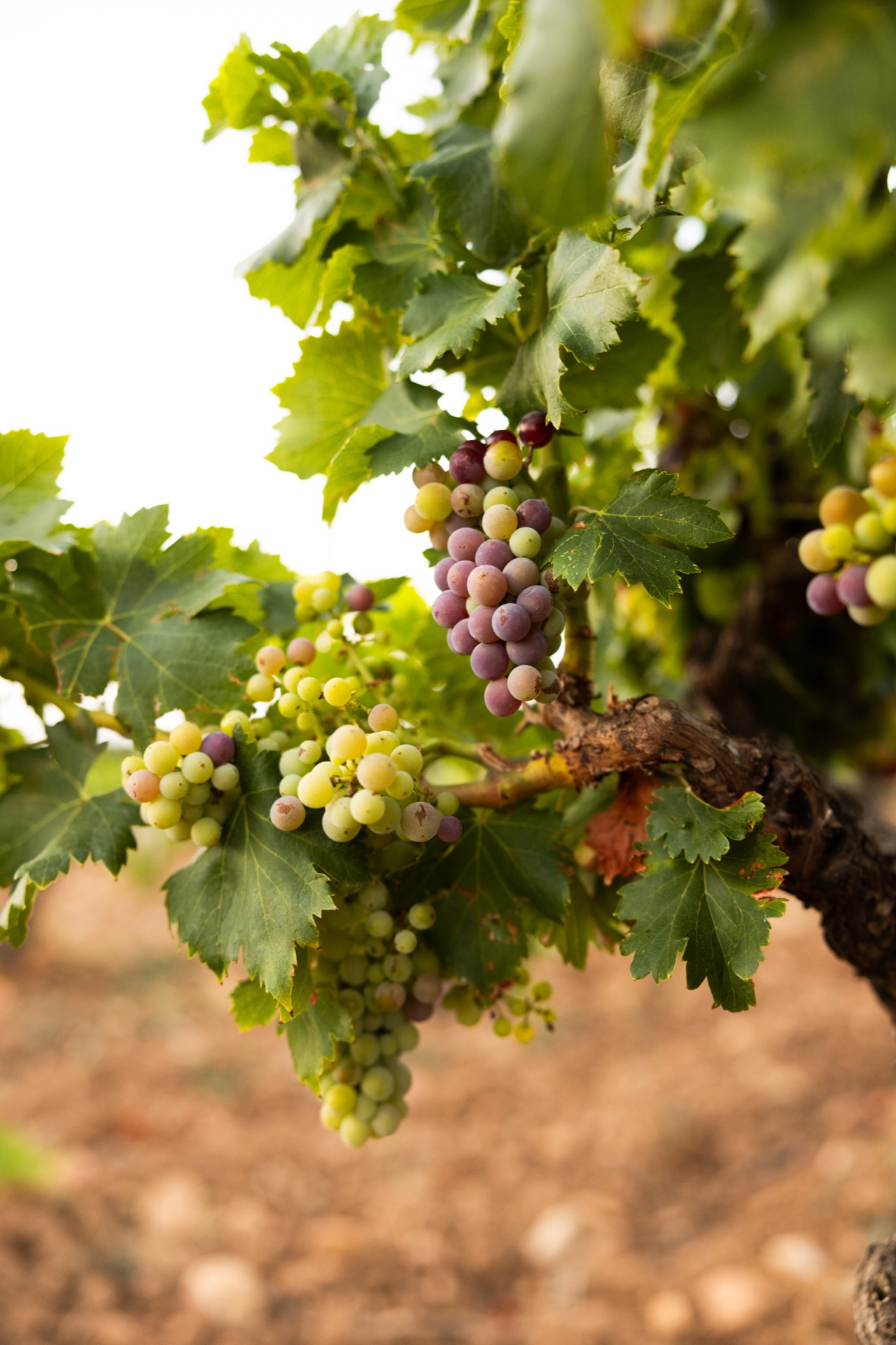 A cluster part-way through veraison on an old head-trained vine