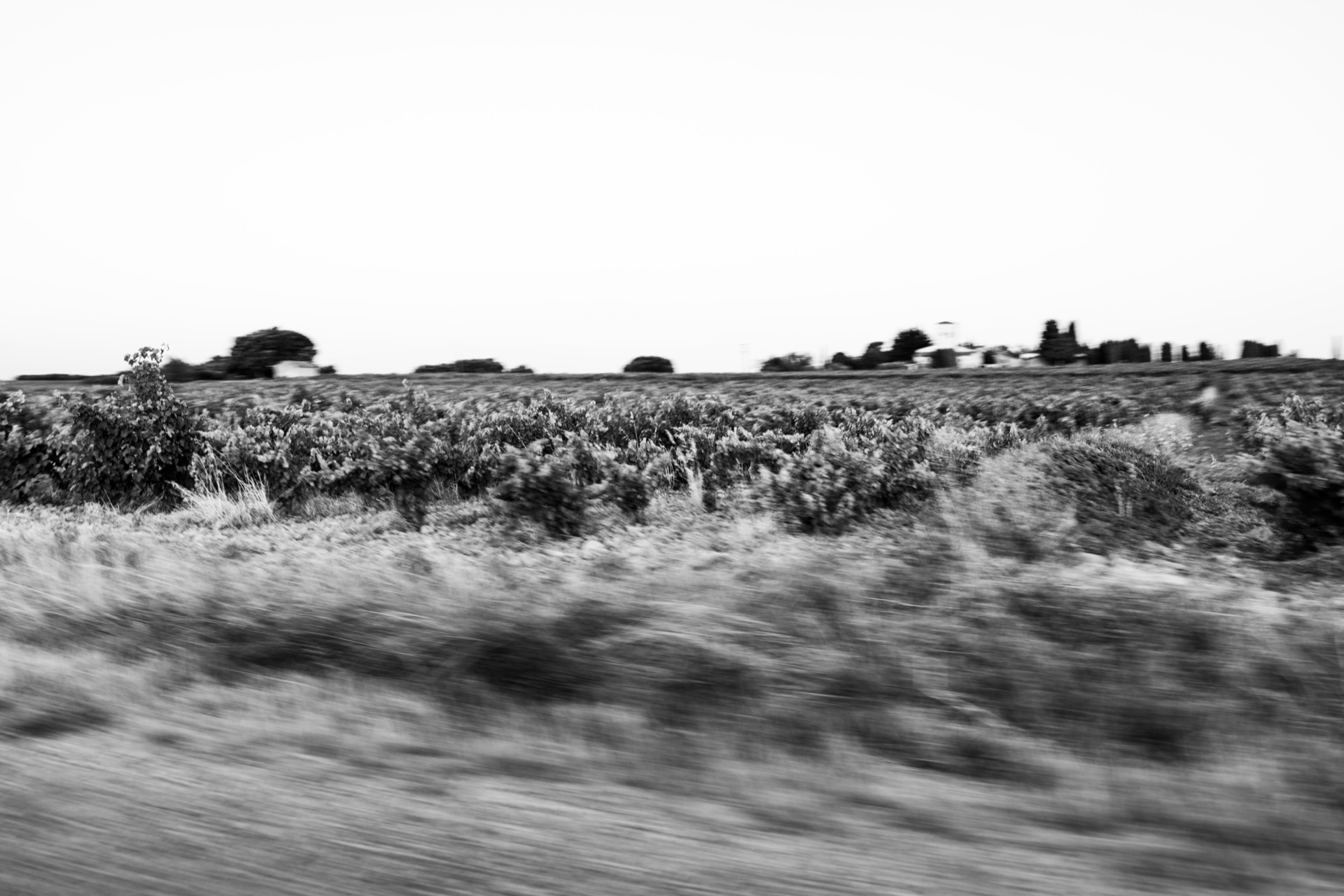Black and white pan across the scrub at the edge of the vineyard