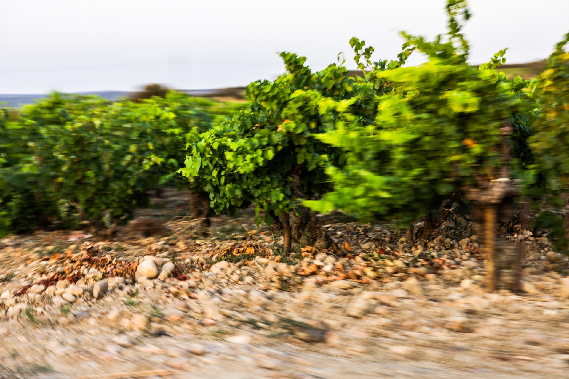 Pan across the vine rows and the stones that cover the ground between them
