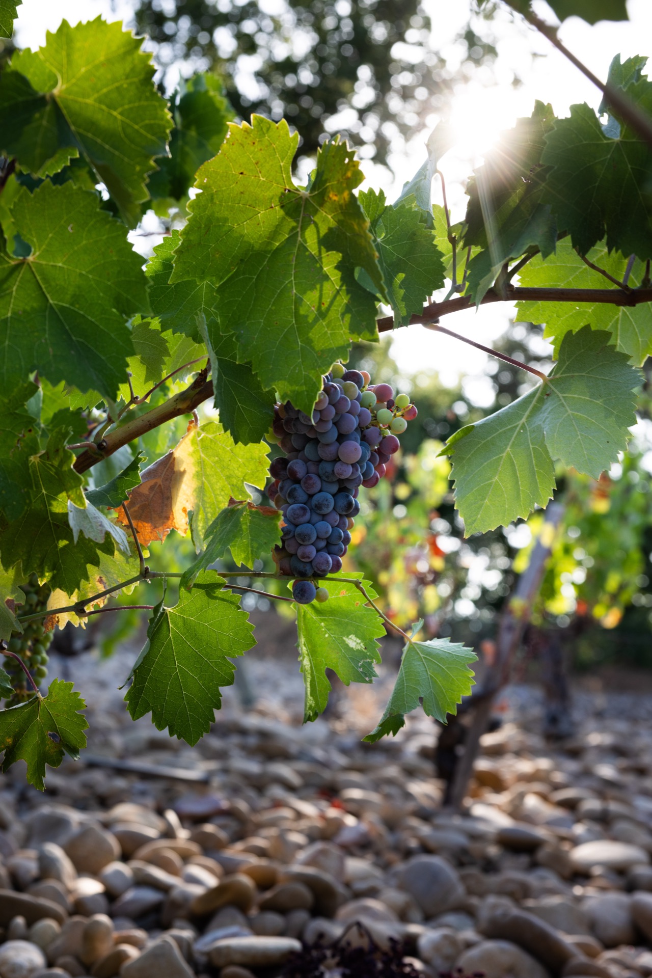 A ripening cluster backlit by the sun, pale stones covering the ground below