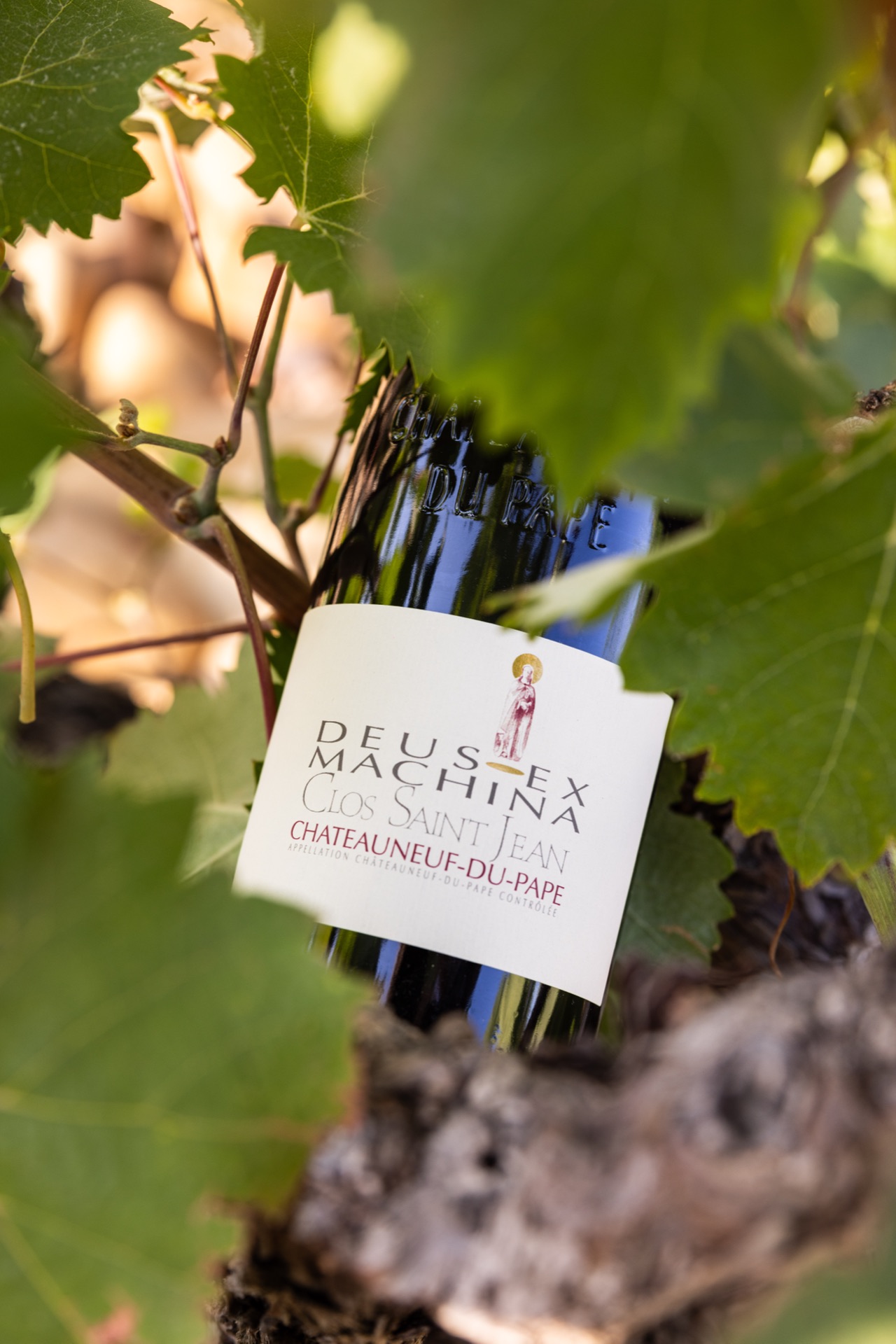 The Deus Ex Machina bottle nestled into the vine at the trunk