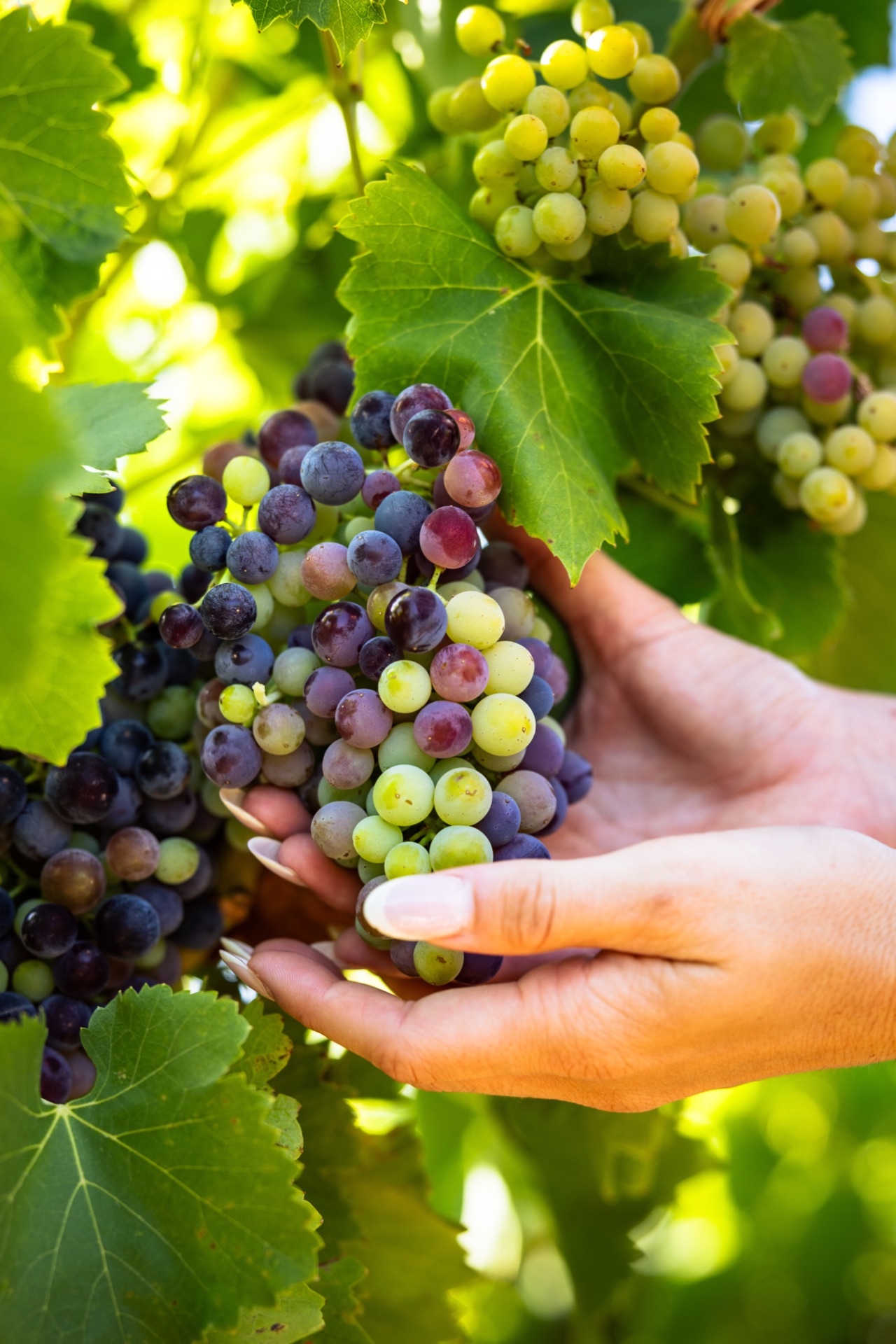 A hand cupping a cluster turning colour on the vine