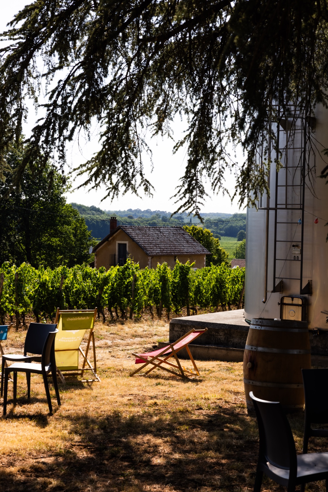 Deck chairs set out under a cedar at the edge of the vineyard, estate buildings beyond