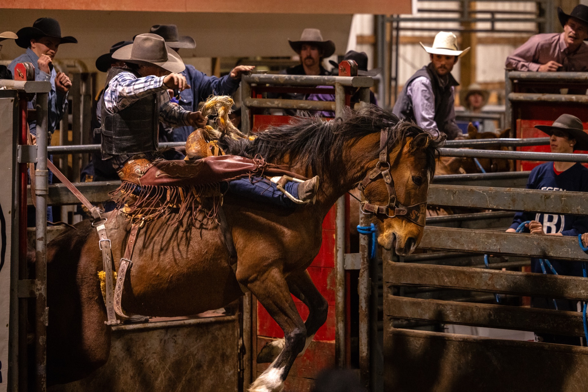 A bareback horse comes out of the chute with the rider set, chute crew leaning over the rail