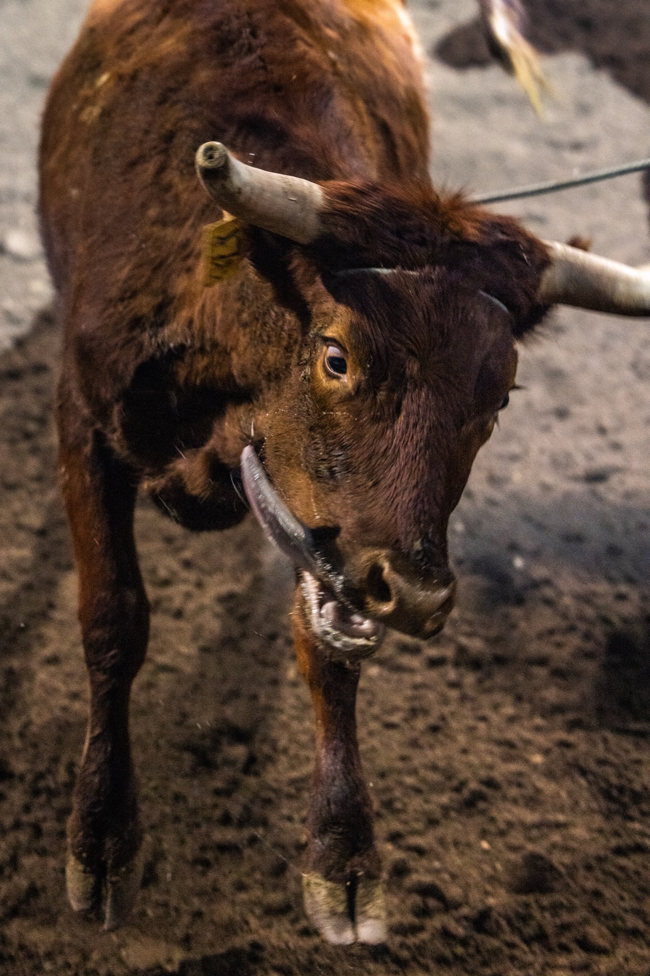 A horned steer with a tagged ear stands in the arena dirt, head lowered