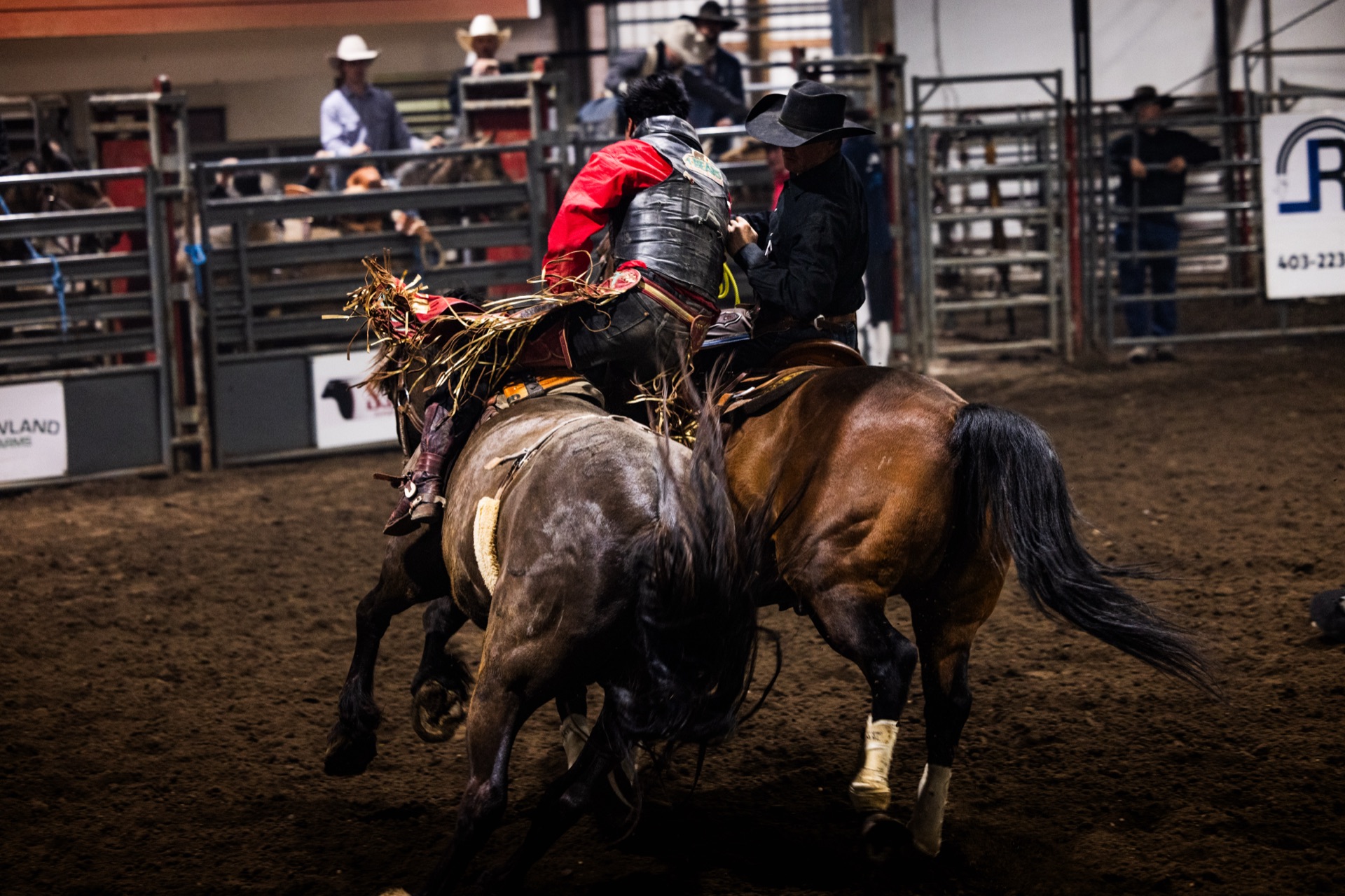 A pickup man rides in alongside a bronc to collect the rider