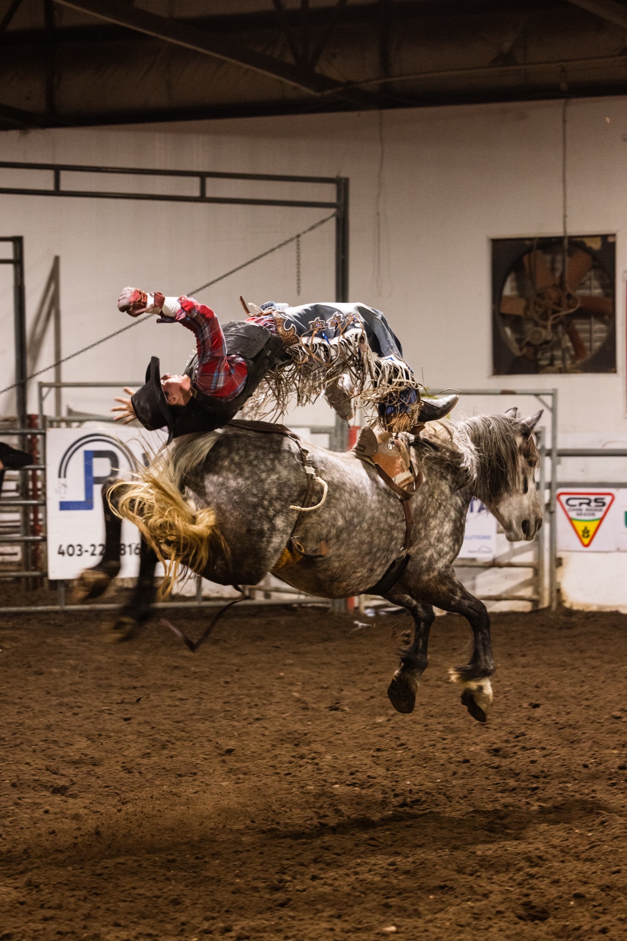 A rider is pitched sideways off a dappled grey bronc mid-air