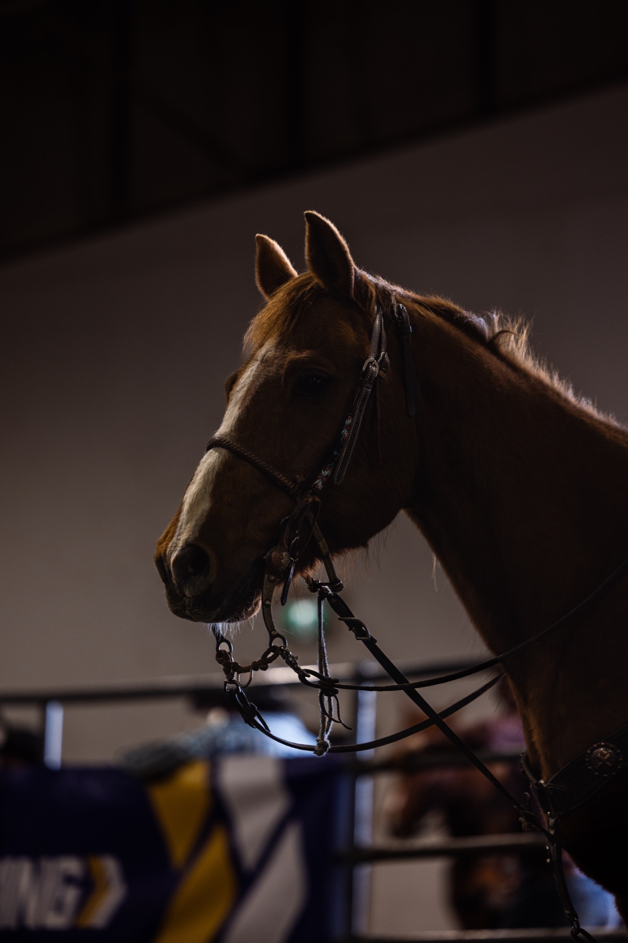 A bridled horse waits in the dark backstage of the arena, its head lit from one side