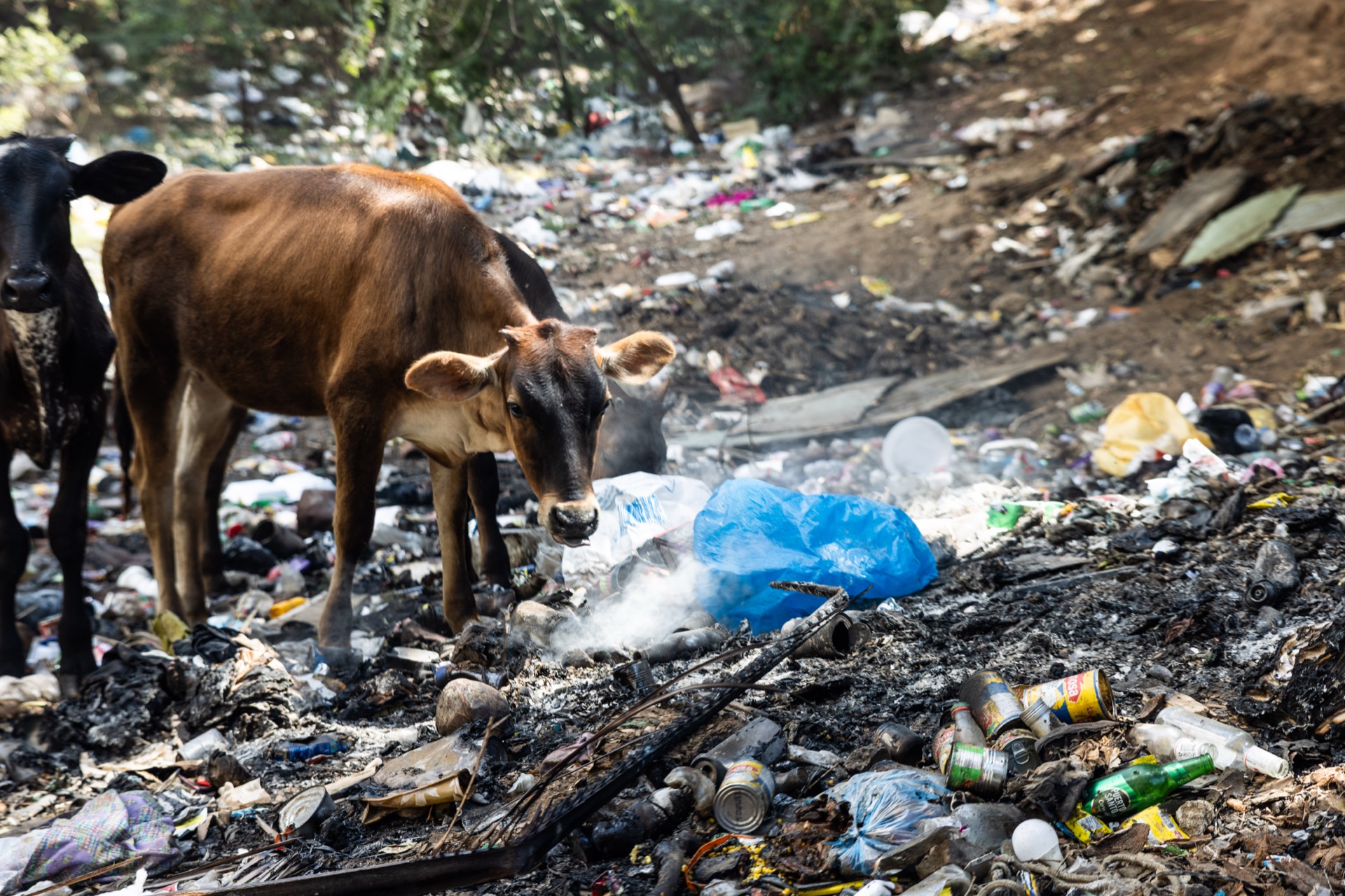 Two cows forage through burnt refuse and scattered plastic at the edge of a dump